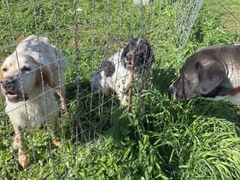 Leroy - super freundlich sucht Familienanschluss