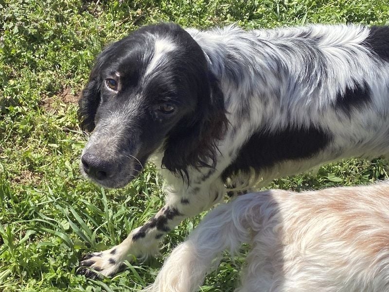 Leroy - super freundlich sucht Familienanschluss