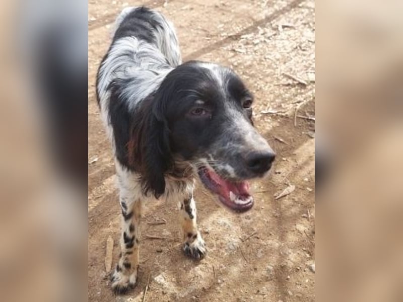 Leroy - super freundlich sucht Familienanschluss