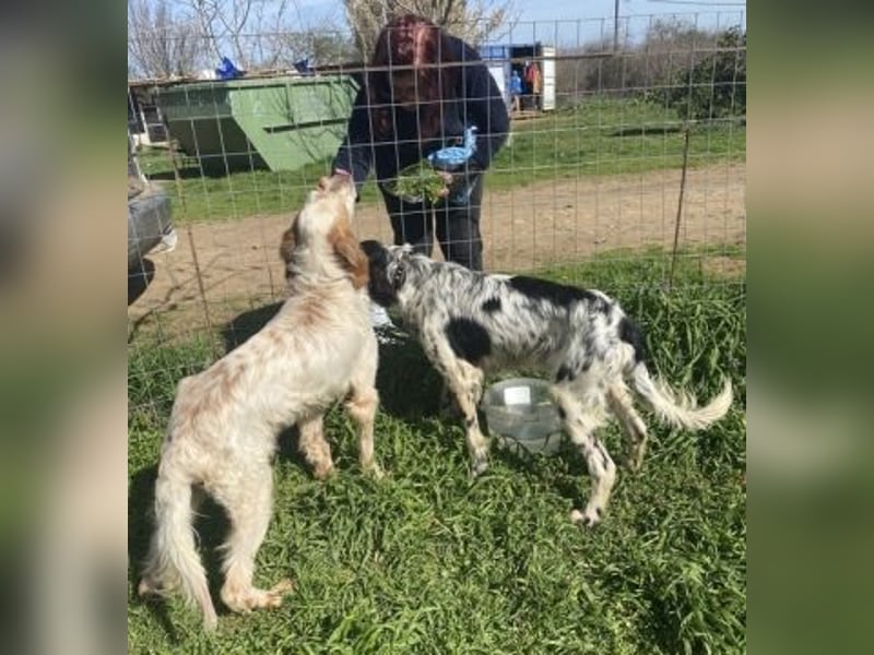 Leroy - super freundlich sucht Familienanschluss