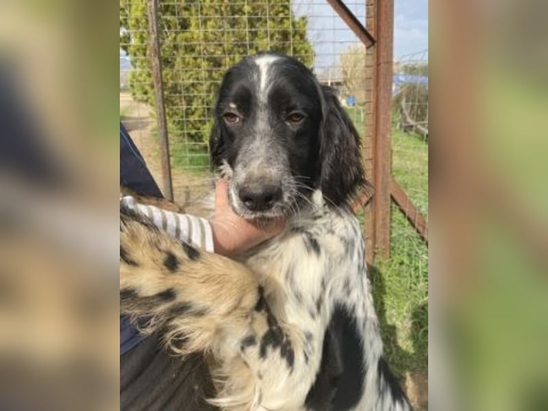 Leroy - super freundlich sucht Familienanschluss