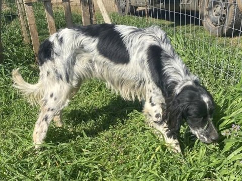 Leroy - super freundlich sucht Familienanschluss