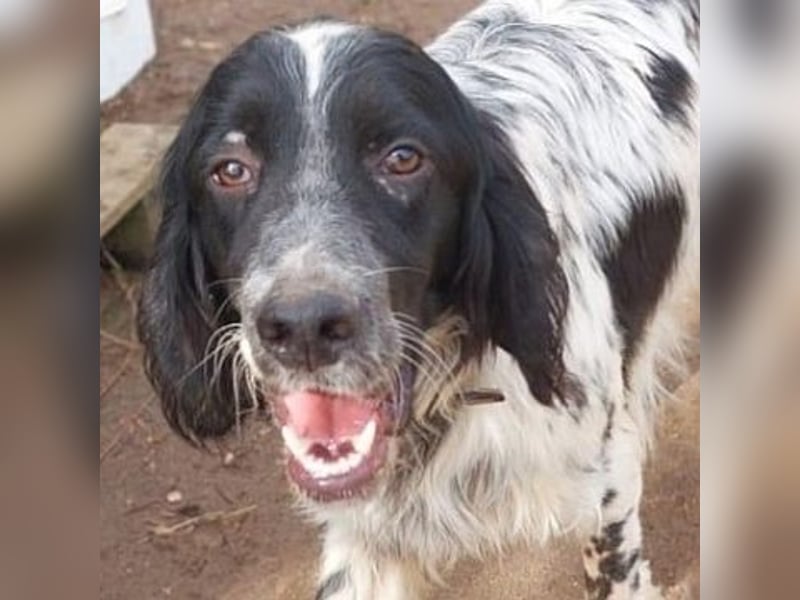 Leroy - super freundlich sucht Familienanschluss