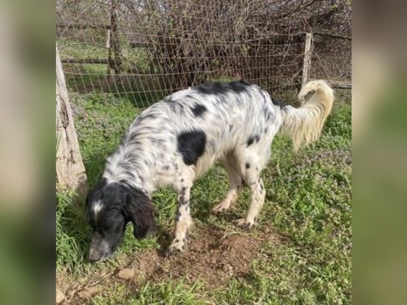 Leroy - super freundlich sucht Familienanschluss