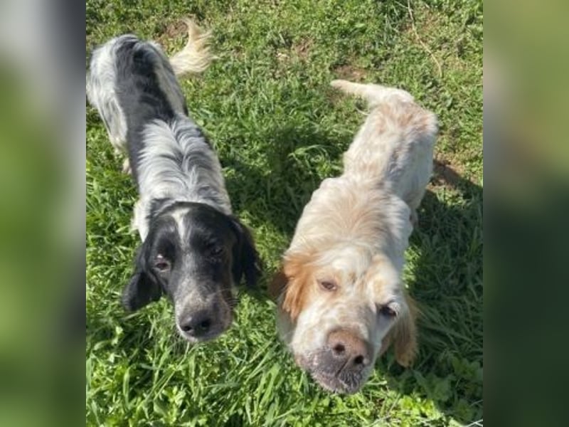 Leroy - super freundlich sucht Familienanschluss