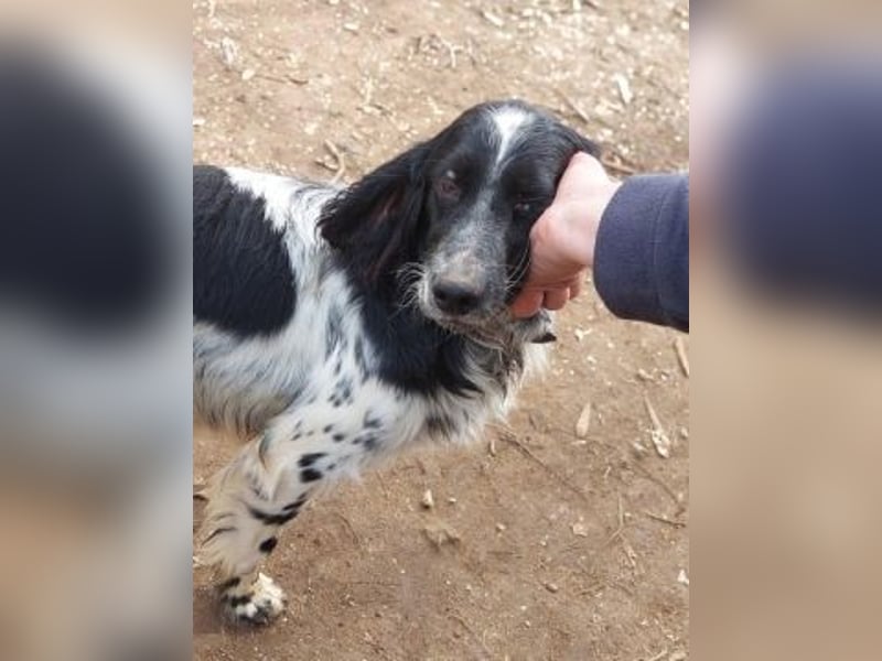Leroy - super freundlich sucht Familienanschluss