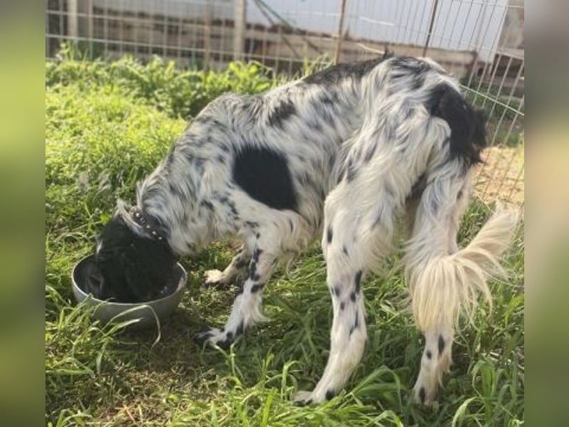 Leroy - super freundlich sucht Familienanschluss