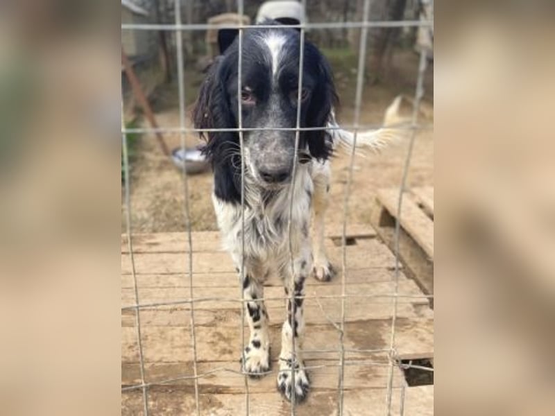 Leroy - super freundlich sucht Familienanschluss