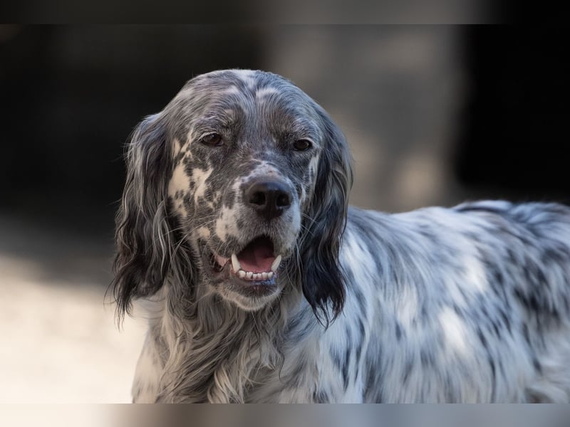 Jolie