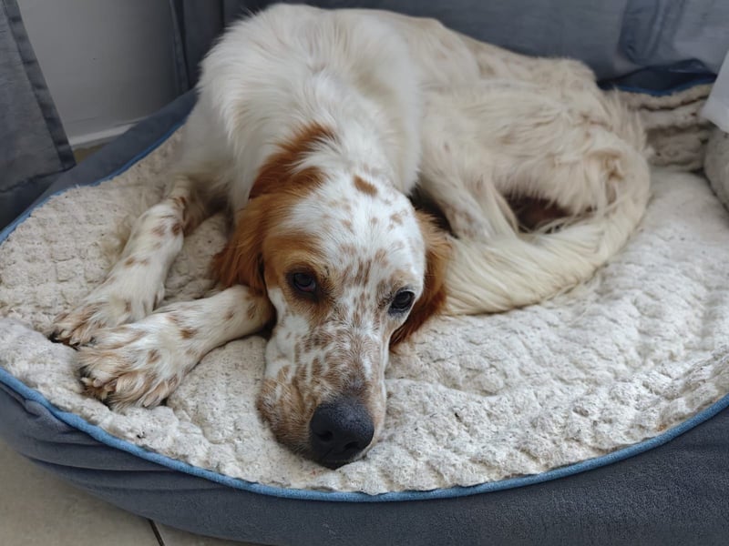 Chester ist für neues Zuhause bereit