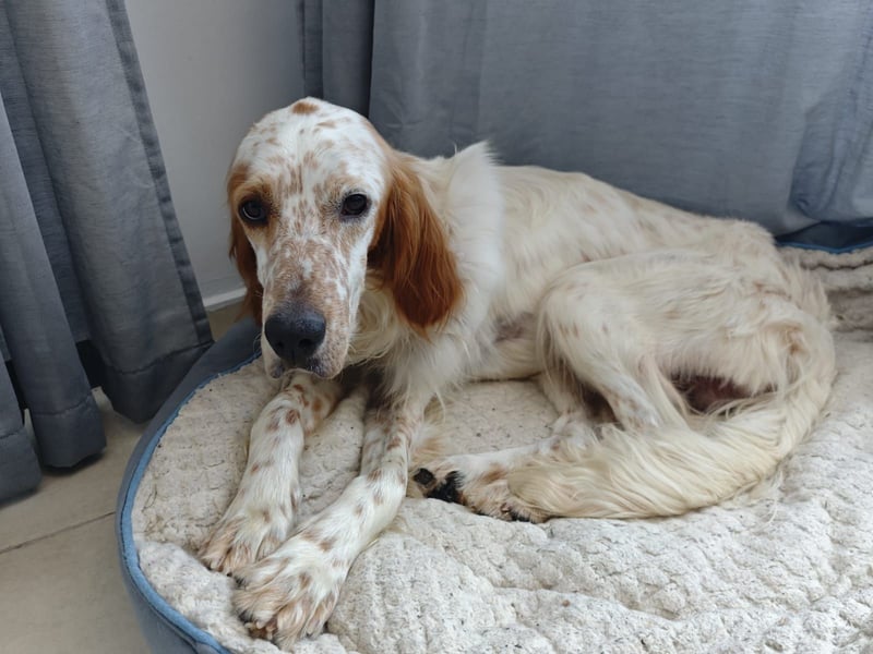 Chester ist für neues Zuhause bereit