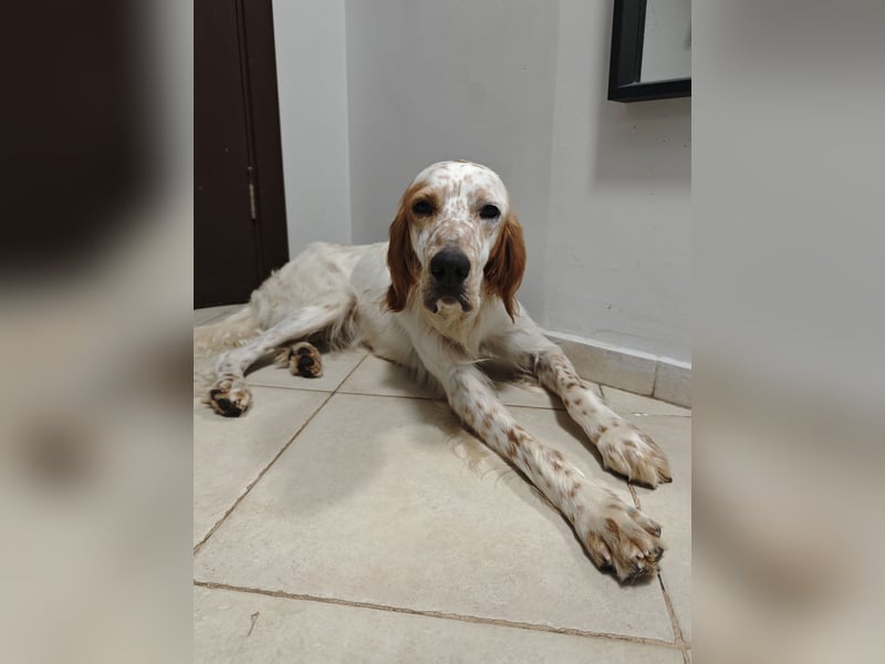 Chester ist für neues Zuhause bereit