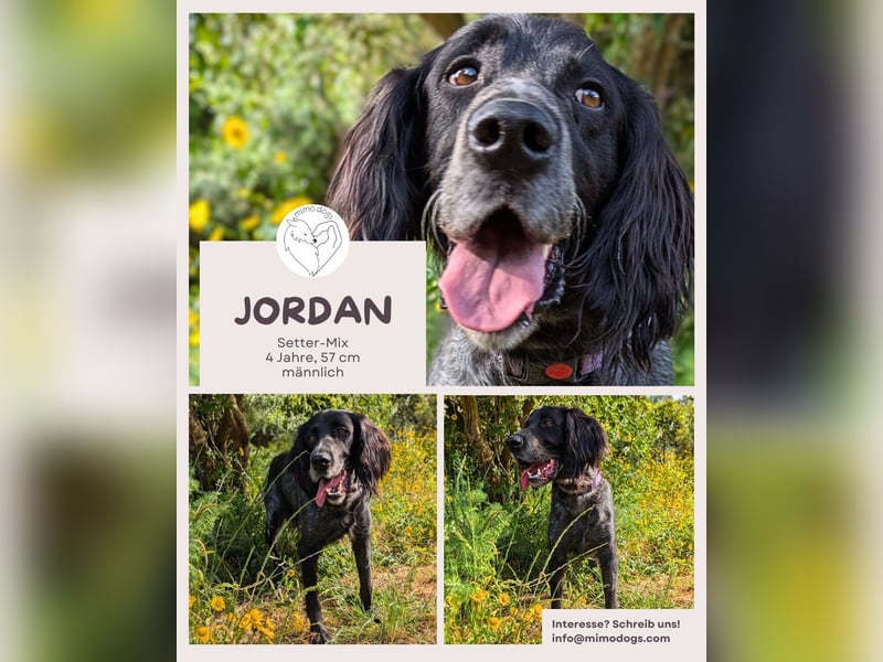 Jordan: Ein Gute-Laune-Hund sucht sein Für-immer-Zuhause