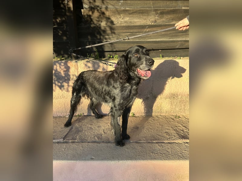 Jordan: Anschmiegsamer Englischer Setter sucht Zuhause
