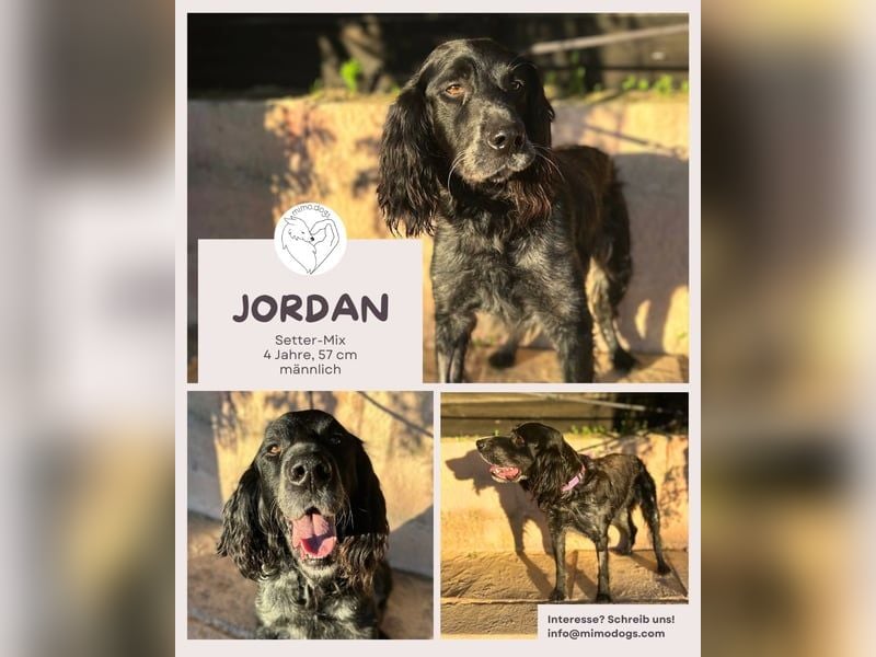 Jordan: Anschmiegsamer Englischer Setter sucht Zuhause