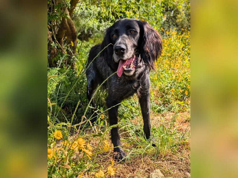 Jordan: Ein Gute-Laune-Hund sucht sein Für-immer-Zuhause