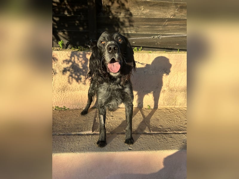 Jordan: Anschmiegsamer Englischer Setter sucht Zuhause