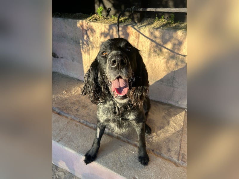 Jordan: Ein Gute-Laune-Hund sucht sein Für-immer-Zuhause
