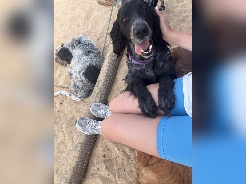 Jordan: English-Setter-Mix und Gute-Laune-Hund
