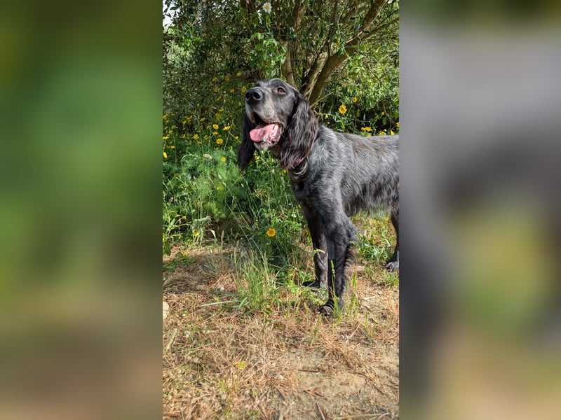 Jordan: English-Setter-Mix und Gute-Laune-Hund