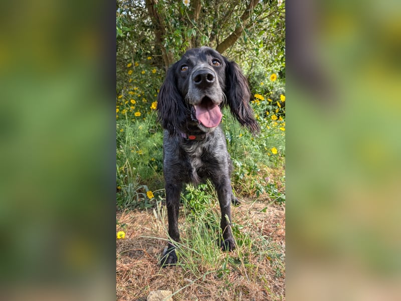 Jordan: Ein Gute-Laune-Hund sucht sein Für-immer-Zuhause