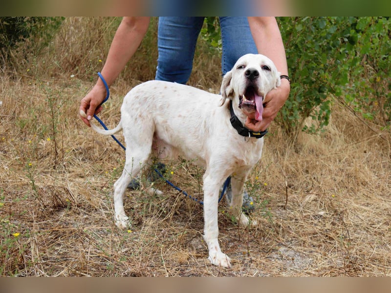 Marcel,  Setter-Mix, lieb und sozial