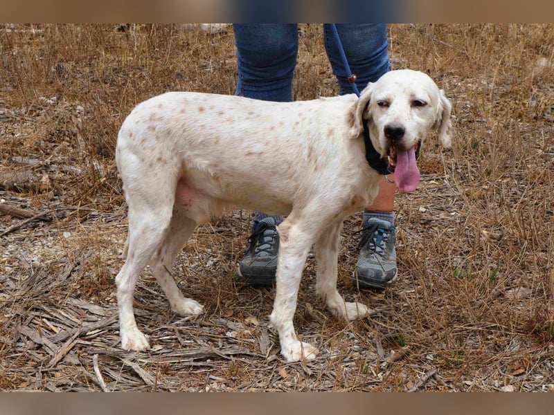 Marcel,  Setter-Mix, lieb und sozial