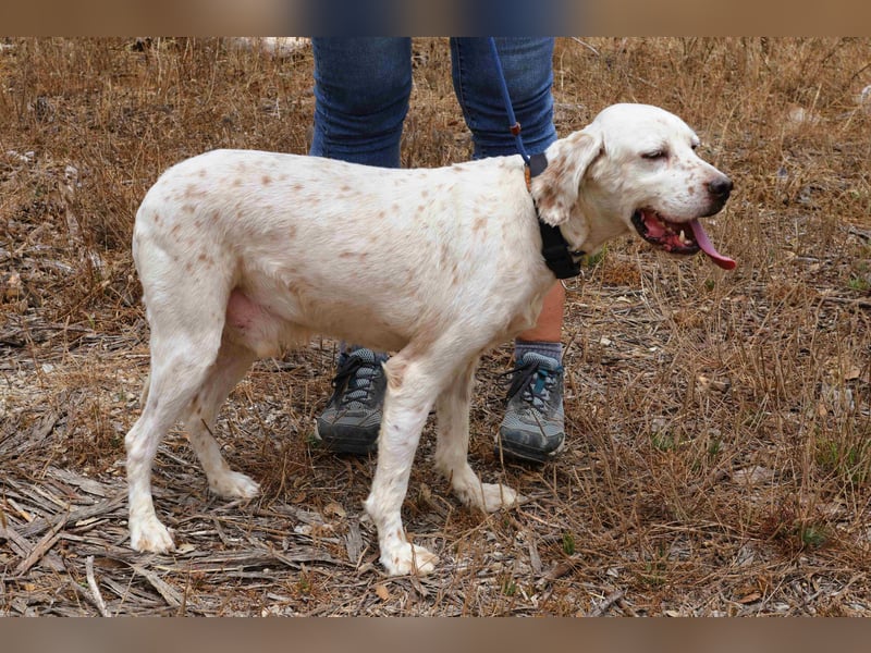 Marcel,  Setter-Mix, lieb und sozial