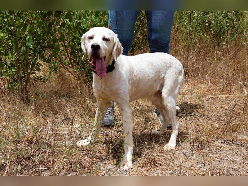 Marcel,  Setter-Mix, lieb und sozial