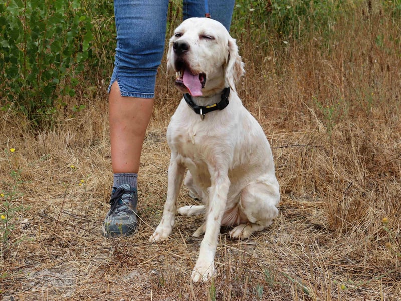 Marcel,  Setter-Mix, lieb und sozial