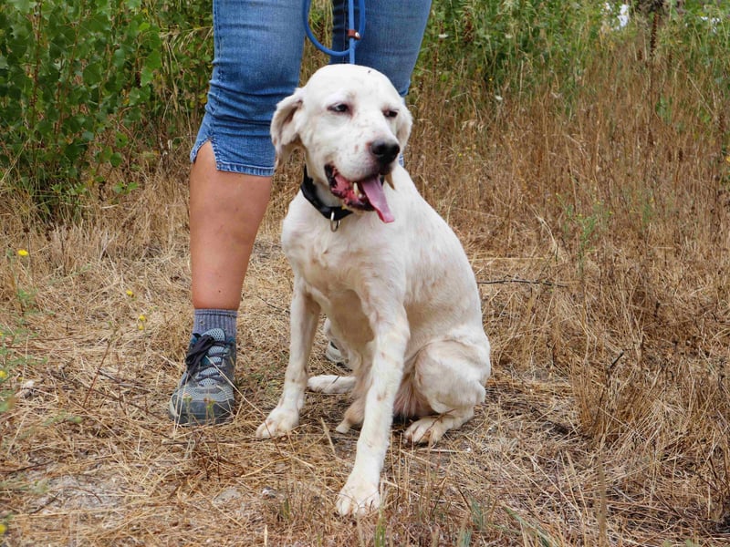 Marcel,  Setter-Mix, lieb und sozial
