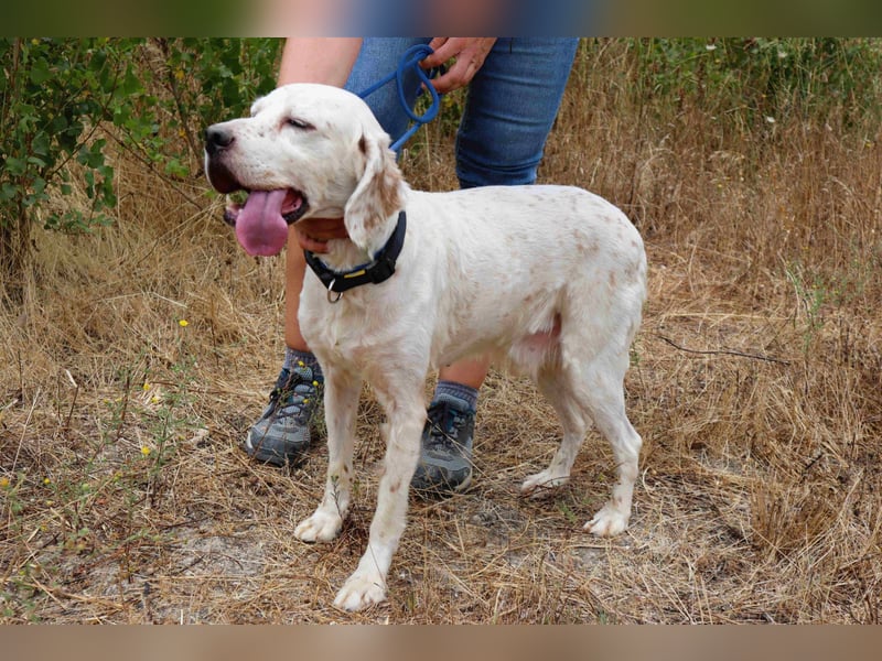 Marcel,  Setter-Mix, lieb und sozial