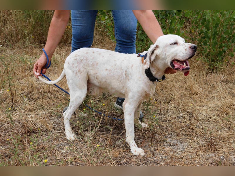 Marcel,  Setter-Mix, lieb und sozial
