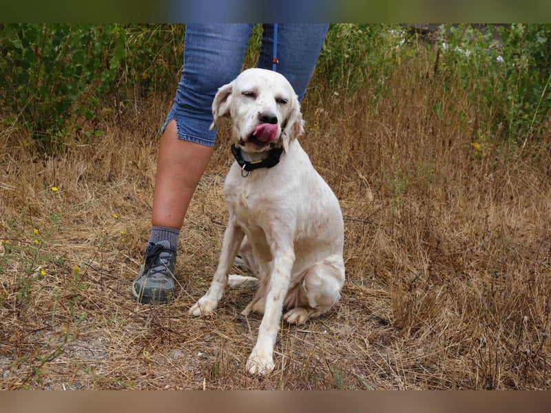 Marcel,  Setter-Mix, lieb und sozial
