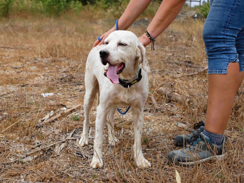 Marcel,  Setter-Mix, lieb und sozial