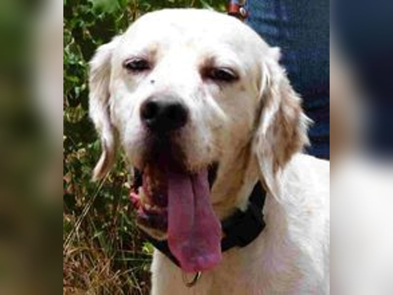 Marcel,  Setter-Mix, lieb und sozial