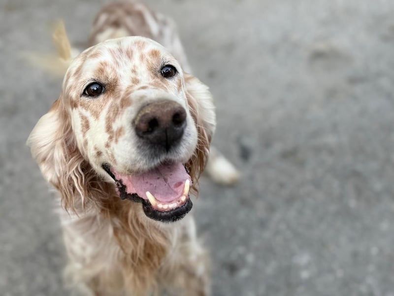 Hercules - Ein Setter mit Geschichte und großem Herzen