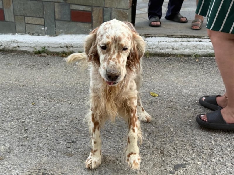 Hercules - Ein Setter mit Geschichte und großem Herzen
