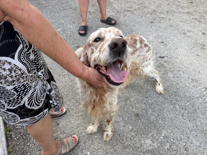 Hercules - Ein Setter mit Geschichte und großem Herzen