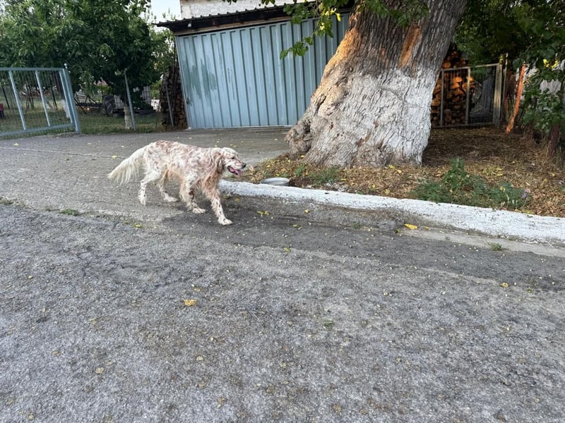 Hercules - Ein Setter mit Geschichte und großem Herzen