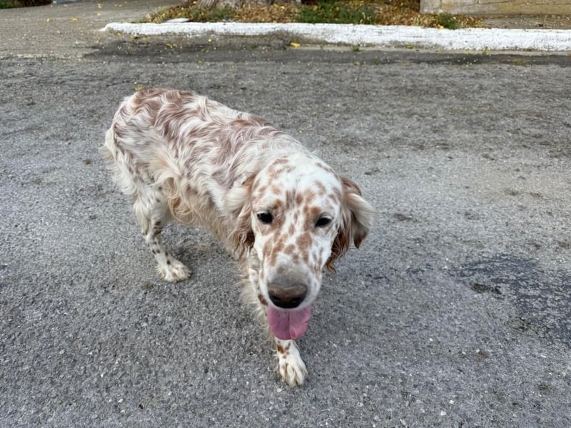 Hercules - Ein Setter mit Geschichte und großem Herzen