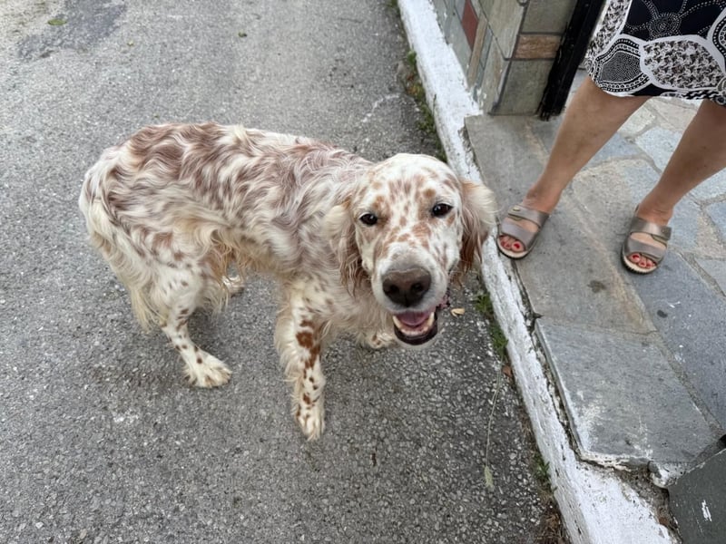 Hercules - Ein Setter mit Geschichte und großem Herzen