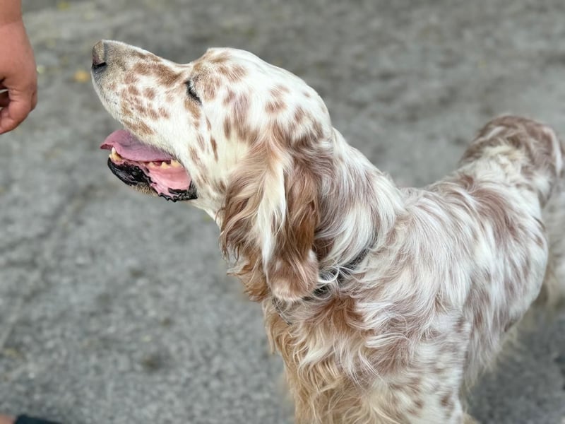 Hercules - Ein Setter mit Geschichte und großem Herzen