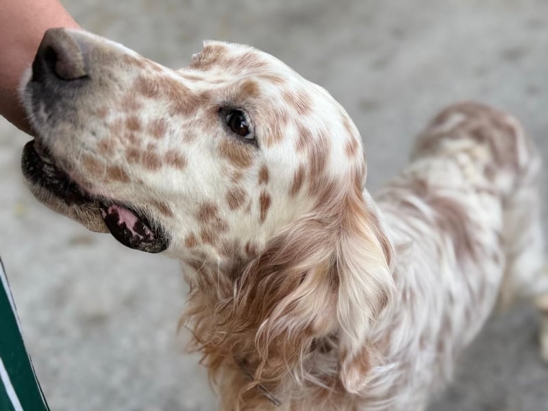 Hercules - Ein Setter mit Geschichte und großem Herzen