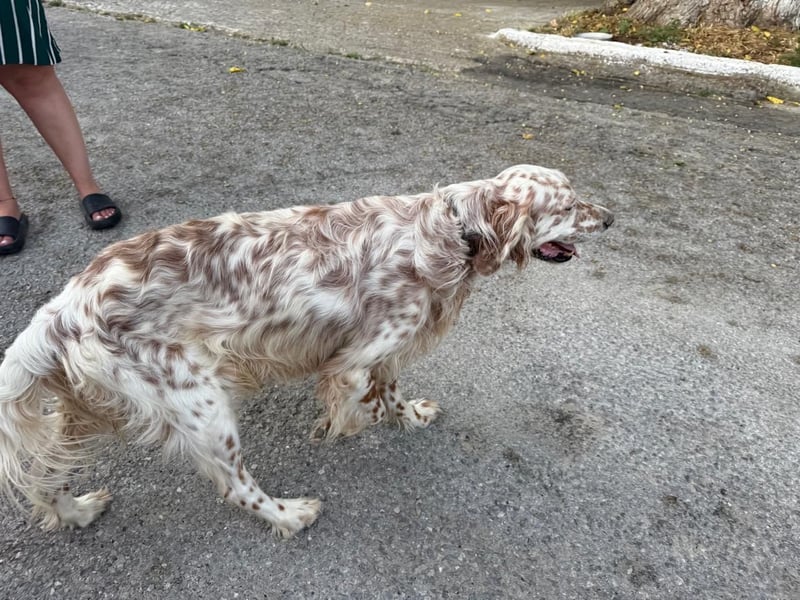 Hercules - Ein Setter mit Geschichte und großem Herzen