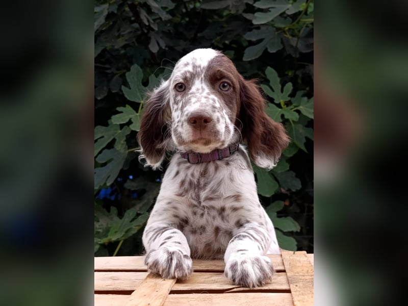 English setter Rüde