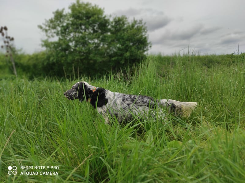 English setter Rüde Welpe