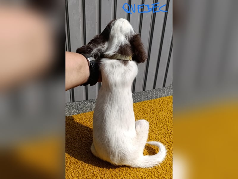 English setter Rüde Welpe