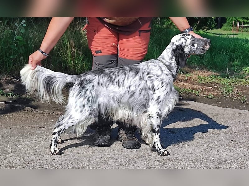 English setter Rüde Welpe