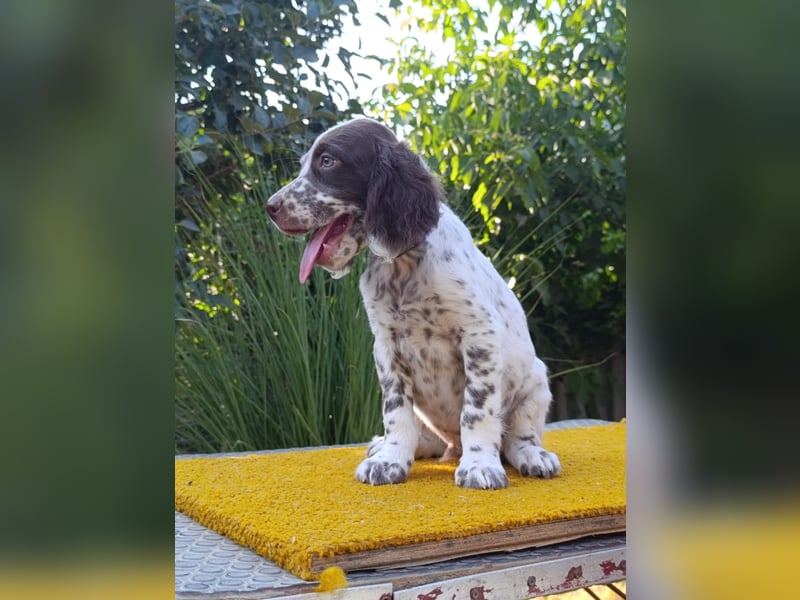 English setter Rüde